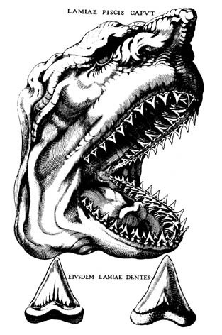 Dibujo de tiburón fósil