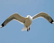 Gaviota