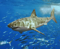 Tiburón