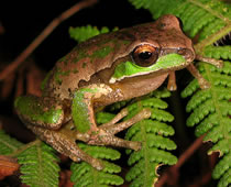 Rana