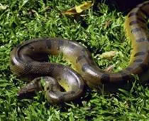 Reptil