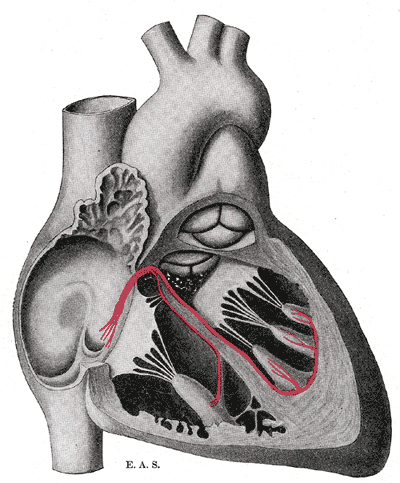 Corazón