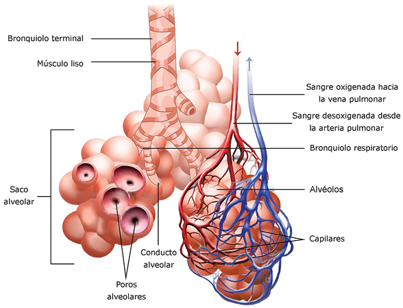 Alveolos pulmonales