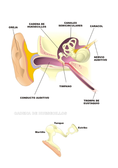 Esquema de óído