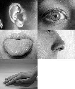 Fotografia de los sentidos humanos