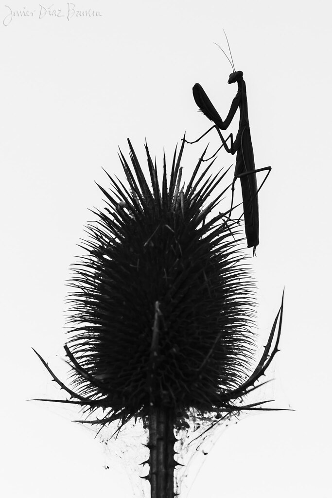 silueta planta e insecto
