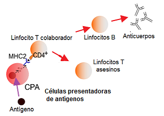 Cooperación inmunológica