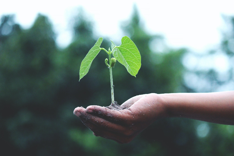 Ecológico Una mano de la que crece una planta.