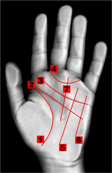 Líneas de la mano: 1) Línea de la vida; 2) Línea de la cabeza; 3) Línea del corazón; 4) Anillo de Venus; 5) Línea del Sol; 6) Línea de Mercurio; 7) Línea de la suerte.
