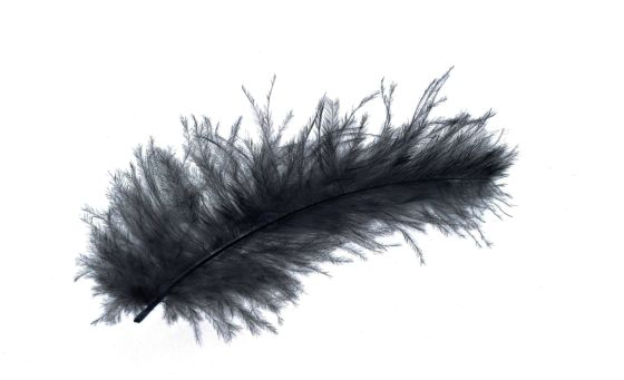 Se visualiza una pluma negra sobre un fondo blanco.