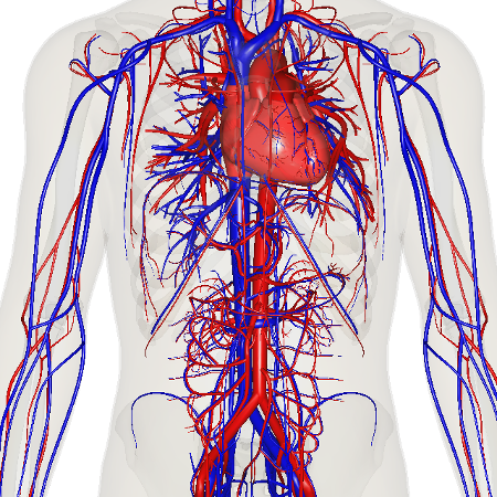sistema cardiovascular