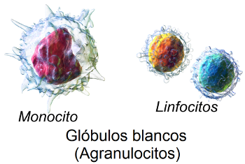 agranulocitos