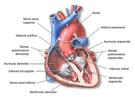 sistema cardiovascular estructura del corazón