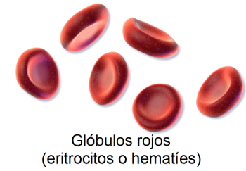 eritrocitos
