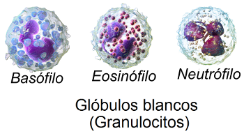 granulocitos