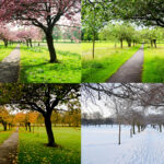 la imagen muestra cuatro fotografías de un mismo lugar, un prado con árboles. cada foto representa ese lugar en una estación del año, en primavera, en verano, en otoño y en invierno