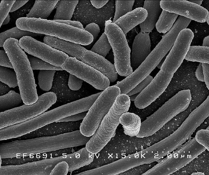 bacteria