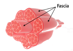 fascia muscular