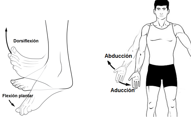 movimiento de abducción