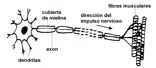 unidad motora