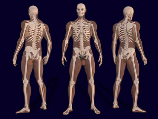 sistema locomotor