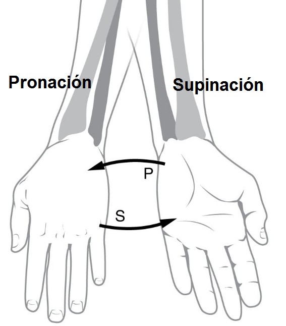 pronación y supinación