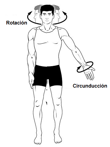 rotación y circunducción