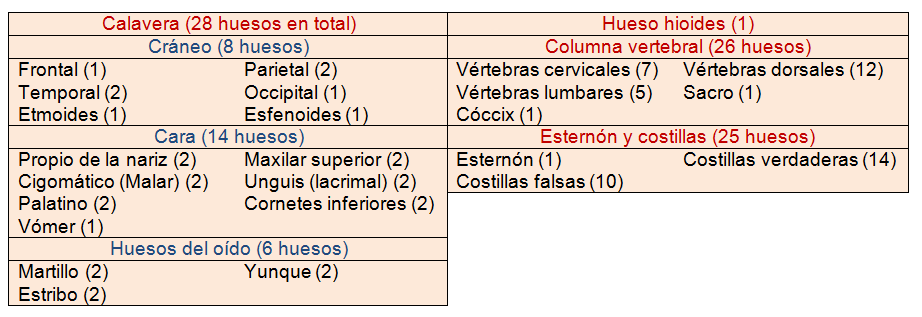 huesos del esqueleto axial
