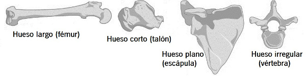 tipos de huesos
