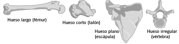 tipos de huesos