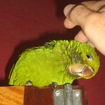 En la imagen puedes ver una mano acariciando a un periquito verde