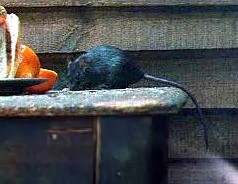 La rata negra fue hasta el siglo XVIII, la principal transmisora de la peste y en consecuencia, la desencadenante de las grandes epidemias de peste.