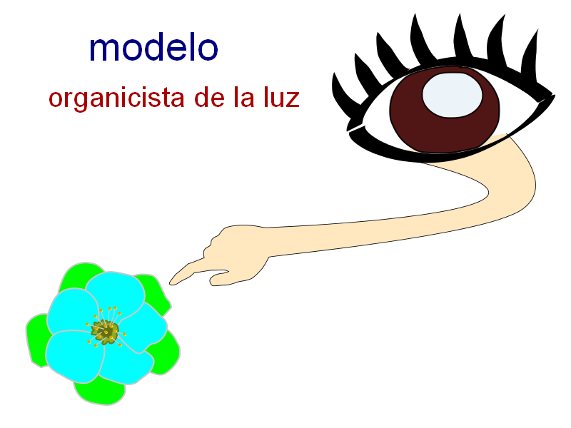Modelo organicista de la luz