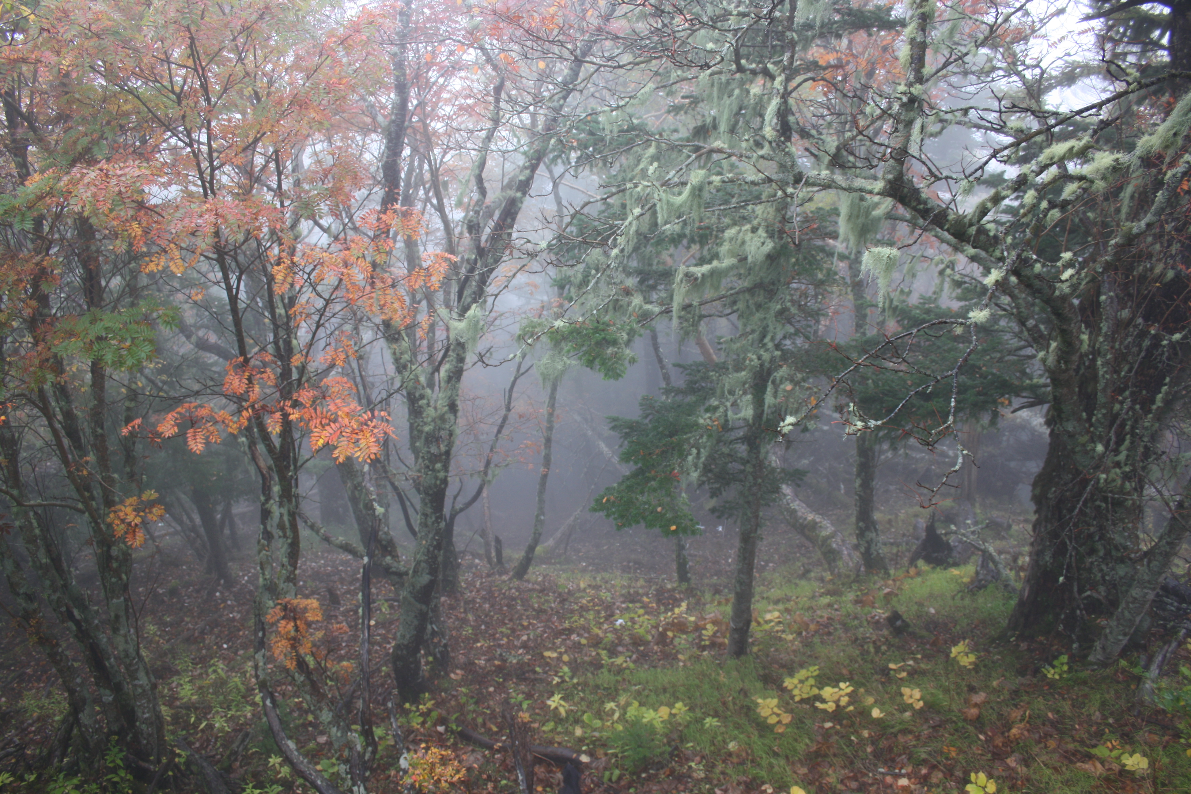 Bosque