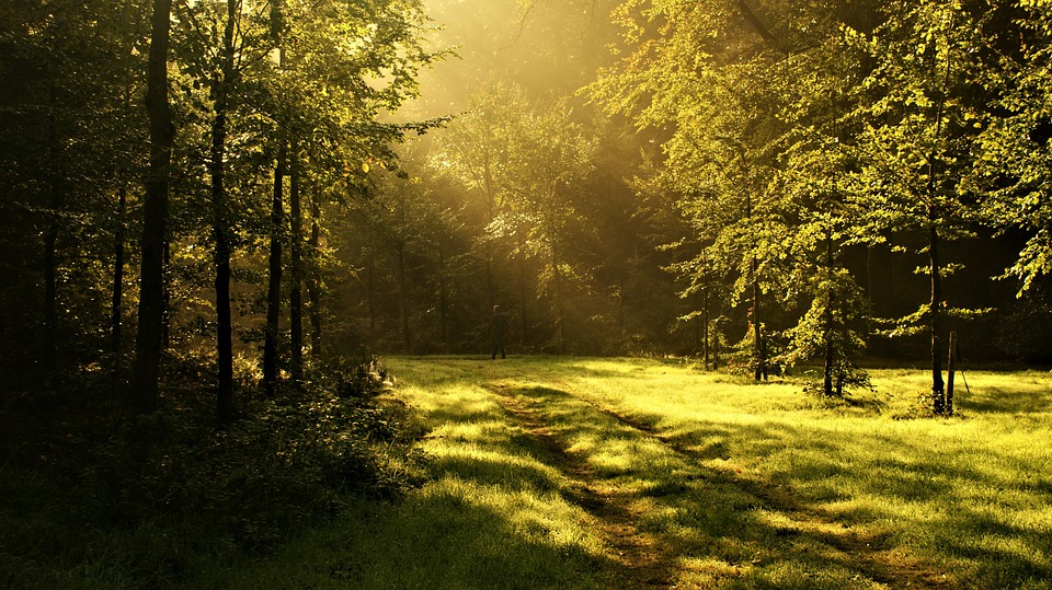 Bosques