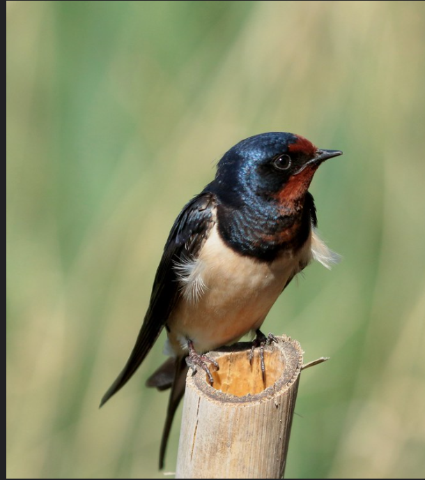 golondrina