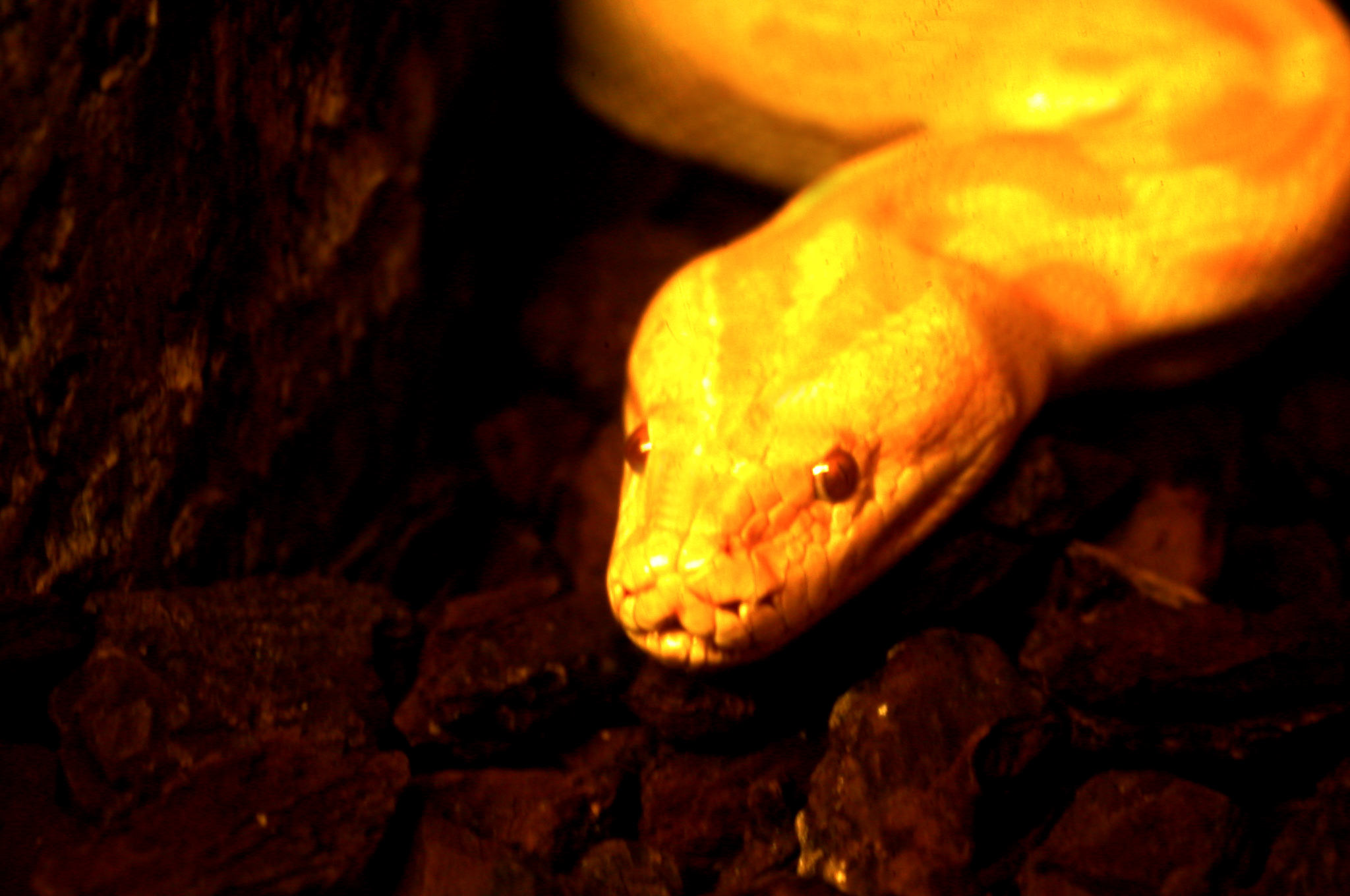 Serpiente
