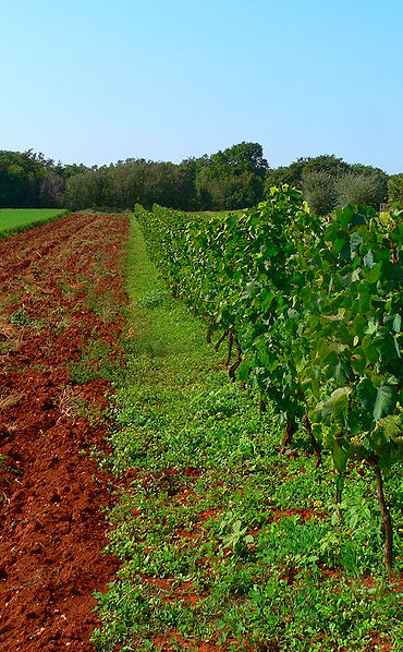 La terra rossa, típico suelo rojizo mediterráneo