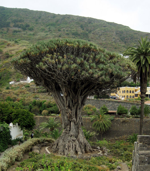 El drago milenario de Icod de los Vinos, en la isla de Tenerife, pasó durante mucho tiempo por ser uno de los seres vivos más viejos del mundo