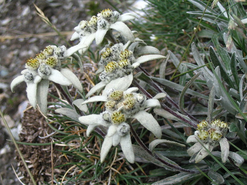 Flor Edelweiss