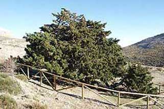 Sabina Albar de Chirivel en Almería, uno de los árboles catalogado como 