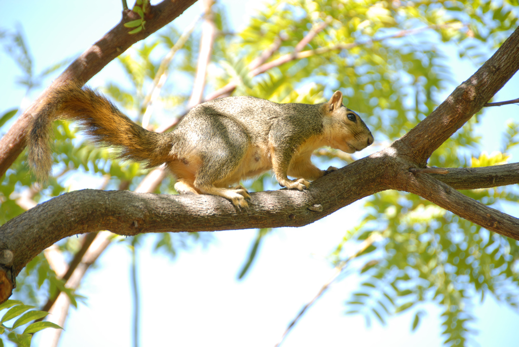 Según los geógrafos de la Antigüedad, una ardilla podía atravesar la Península Ibérica saltando de árbol en árbol sin tener por qué pisar el suelo, dado que la gran masa de bosques cubría por completo el territorio peninsular.
