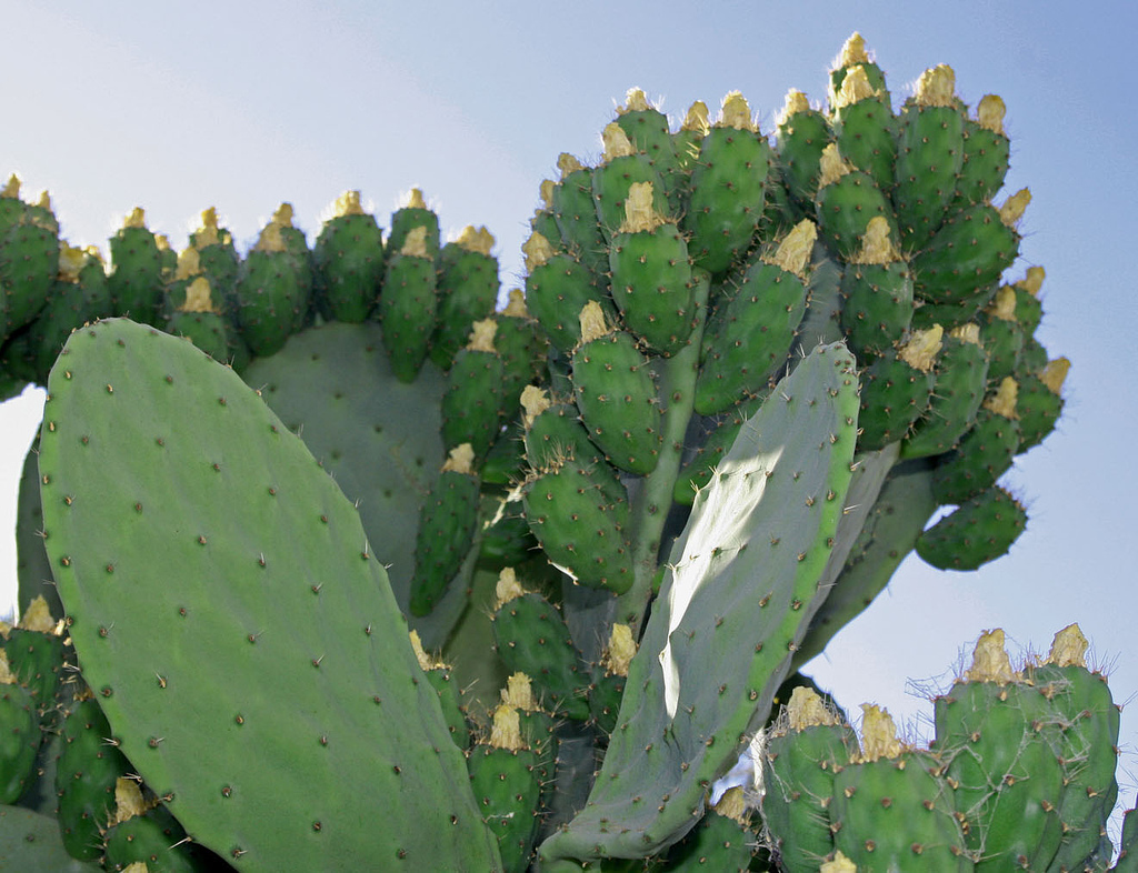 Las chumberas son un tipo de vegetación xerófila adaptada a la sequia en aquellas zonas áridas en las que llueve muy poco