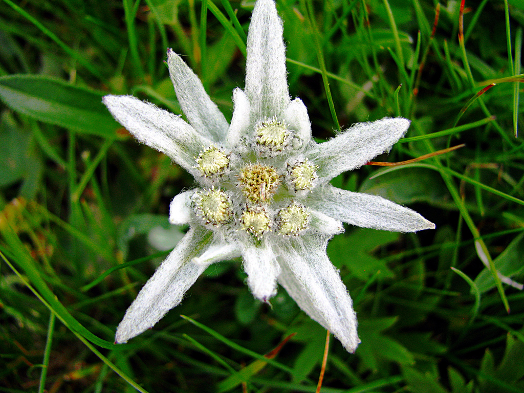 En las altas montañas es muy difícil encontrar flores a consecuencia de las bajas temperaturas. El Edelweiss o Estrella de las Nieves es una de las pocas que resiste el frío extremo, de ahí su rareza. 