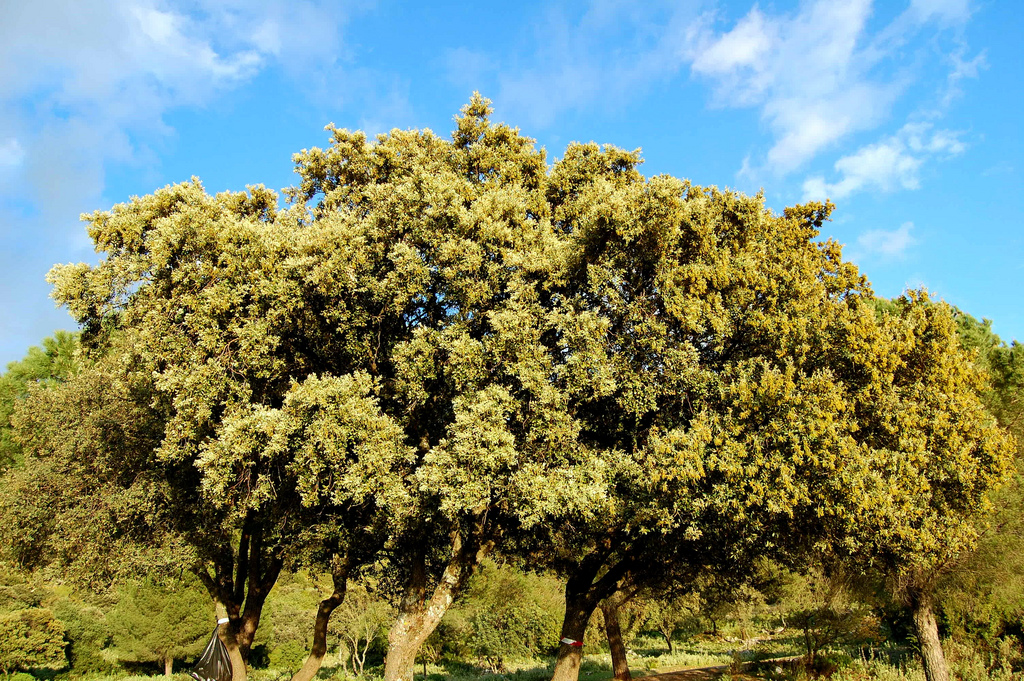  La encina es la especie más representativa del bosque Mediterráeno.