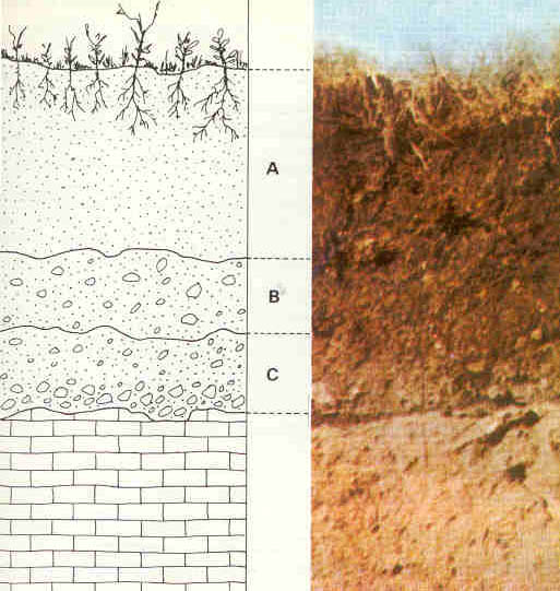 Estructura de los horizontes de un suelo rojo mediterráneo