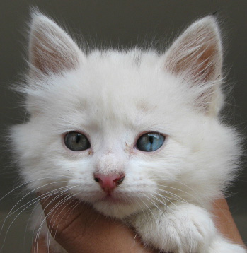 Gato (animal)
