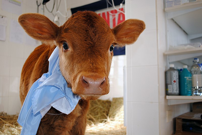 Isa, primer bovino bi-transgénico en el mundo capaz de producir leche maternizada, un logro del INTA junto con la Universidad Nacional de San Martín.