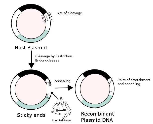 Formación recombinante de plásmidos