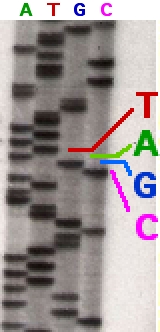 Gel de secuenciación de ADN. Secuencia visualizada por autorradiografía.